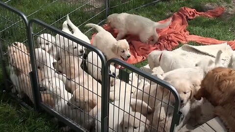 Swarm of Golden Retriever puppies