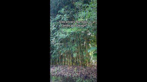 Free Bamboo Fence Privacy Design 407-777-4807 Ocoee Bamboo Farm