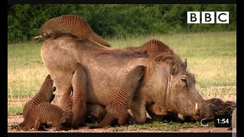 The warthog took a trip to mongoose spa banded brother