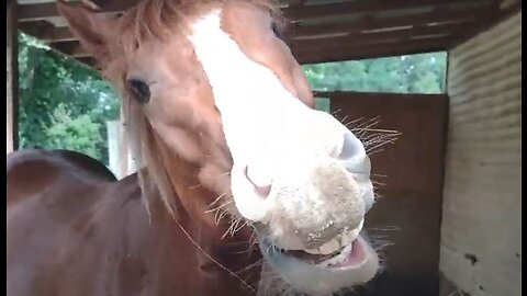 FIRST DAY OF FEEDING MY NEIGHBOR ANIMALS