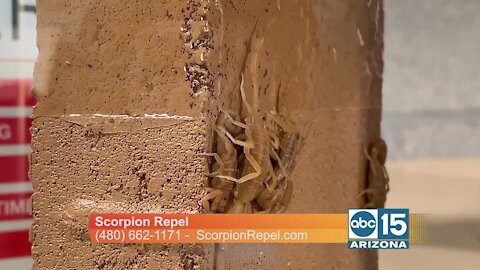 Keep scorpions away with Scorpion Repel and AVERZION!