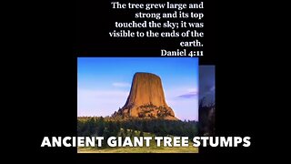 Ancient Giant Tree Stumps