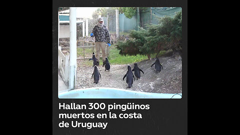 Aparecen cientos de pingüinos muertos en la costa de Uruguay