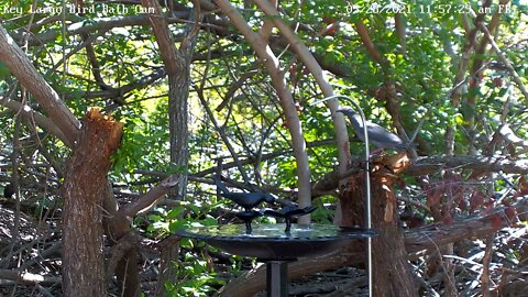 White-crowned Pigeon