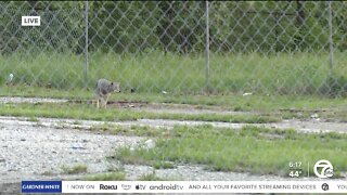 Coyote spotted near Detroit Riverfront on Tuesday morning