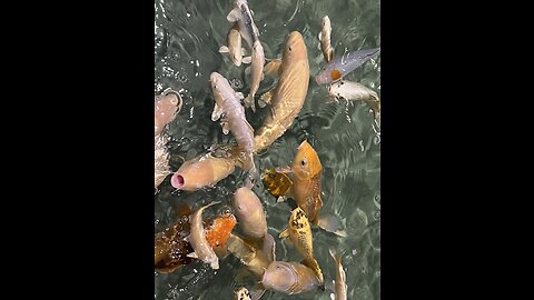 Indoor fish pond