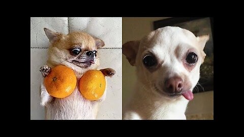 Funny Animals 😂 - Try Not To Laugh 😺😍 #6