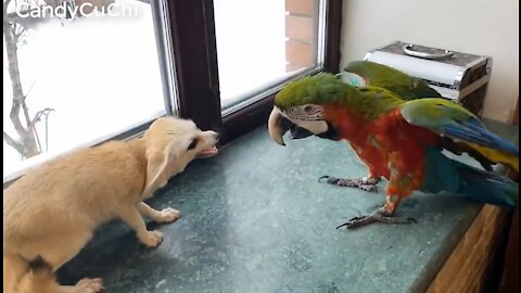 parrots like to tease foxes