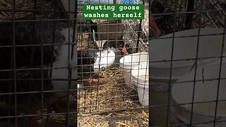 Nesting goose washes herself #geese #pilgrimgeese