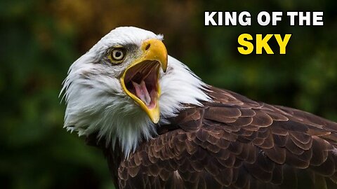 Eagles: The Kings of the Sky | Wild Life