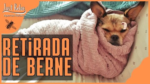 Retirada de Berne em Cachorrinho - Remove Berne em Dog Asmr - Just Relax | Apenas Relaxe