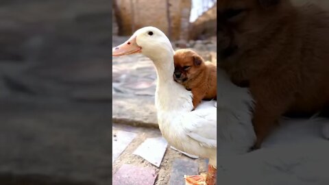 The dog was so cold that he stayed close to his mother