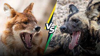 Dhole vs African Wild Dog - Can You Tell Them Apart?