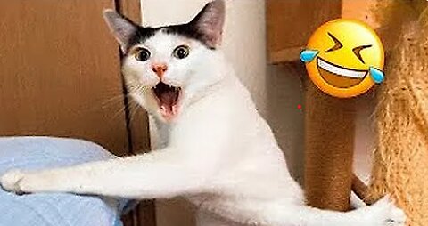 Funniest Animal Videos 2023🤣😜- Funny Cats And Dogs Videos😺🐶