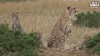 Maasai Mara Cheetah And Cubs | Amani Female | Zebra Plains