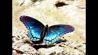 Limenitis arthemis..Red Spotted Purple Butterfly