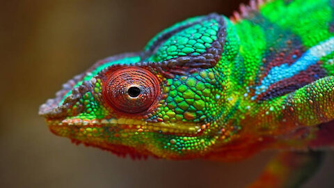 Watch the chameleon change its colors😱