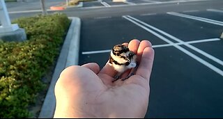 Rescued baby bird returned to parents