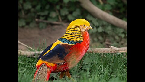 Stunning Golden Pheasants & Wading Birds