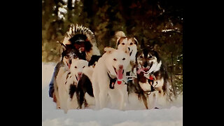 Run Dogs Run - Iditarod 2023