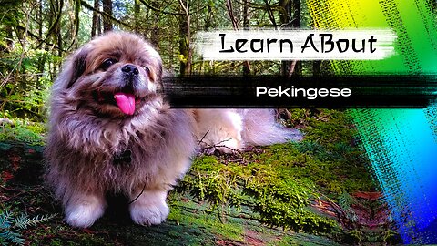 Pekingese! 🐶 One Of The Laziest Dog Breeds In The World