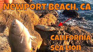 Fishing with Fred the Sea Lion ᐠ( ᐛ )ᐟ Jetty Fishing Newport Beach, CA!