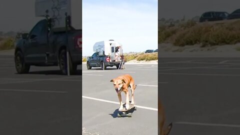 Skating Dog Becomes Internet Sensation