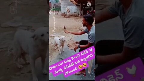 Must Watch Comedy Video today, New Amazing Funny Video 2022, Amazing Video Funny #short #comedy