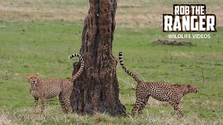 Cheetah Brothers Marking Territory | Maasai Mara Safari | Zebra Plains