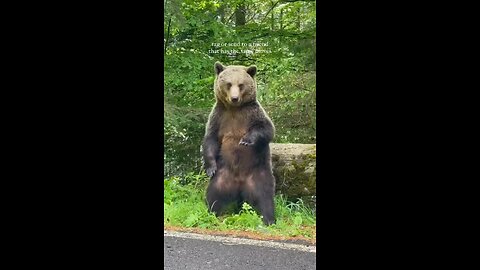 Bear Dancing Groove