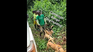 Cameroon Safari, Bongo Hunt with dogs