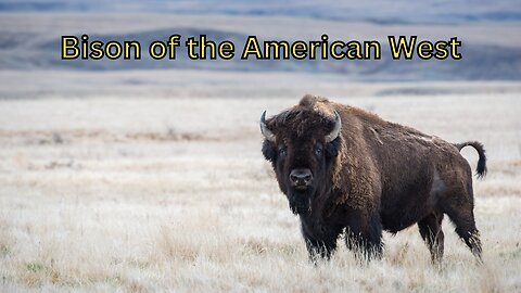 Bison of the American West