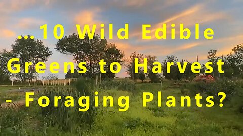 …10 Wild Edible Greens to Harvest - Foraging Plants?