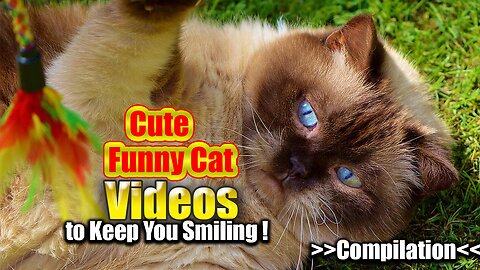 Cute and Funny Cat Videos to Keep You Smiling! 🐱 |Funny Cat Compilation