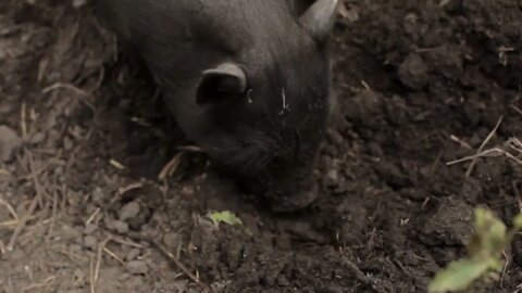 little black pig looking for food