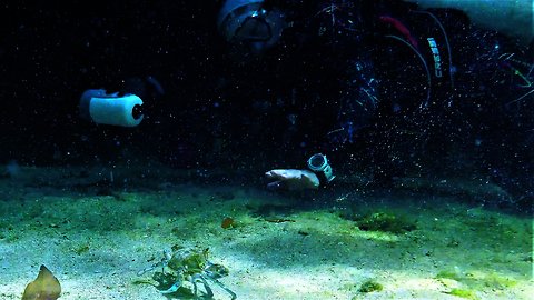 Scuba diver and crab share adorable interaction
