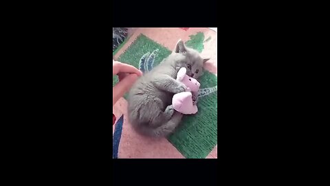 toy lover kitten
