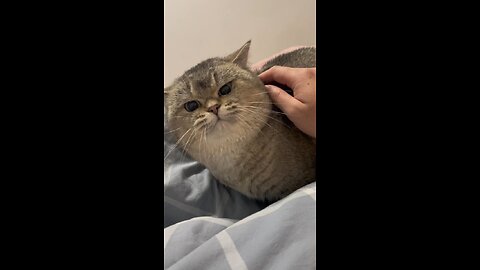 Cute Cat says "dont touch me"
