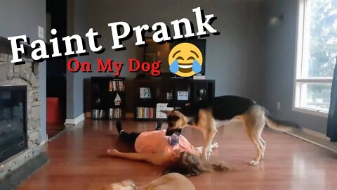Fainting Prank On Dogs + Tik Tok Nate Robinson Knockout Challenge | Dogs Reaction is Hilarious