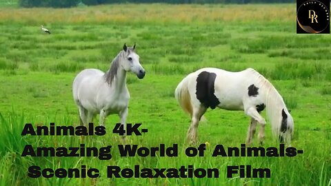 Animals 4K - Amazing World Of Animals | Scenic Relaxation Film