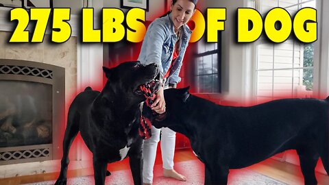 275lbs of Cane Corso Rough Housing With Woman