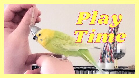 Budgie cutely wears a bell as a hat | budgie diaries #2