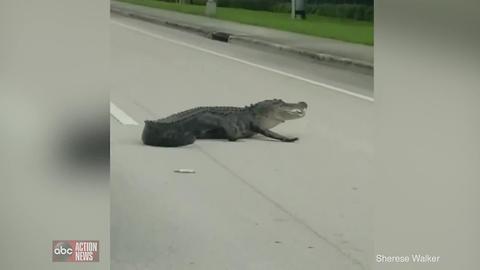 VIDEO: Gator interrupts traffic in Lakeland