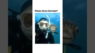 Peixe bloqueirinho