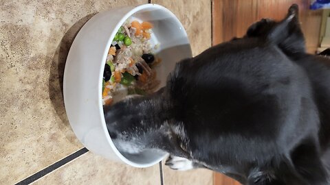 Watch out, Gordon Ramsey! Pepper is one satisfied customer with this gourmet homemade dog food.