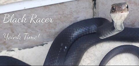 Black Racer Rescue