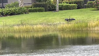 Anhinga Dries Wings Part 2