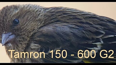 Tamron 150 - 600 G2 Sony Follow up Review