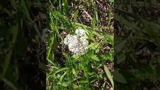What is edible here part 10 Yarrow