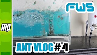 FWS - Ant Colony Vlog #4